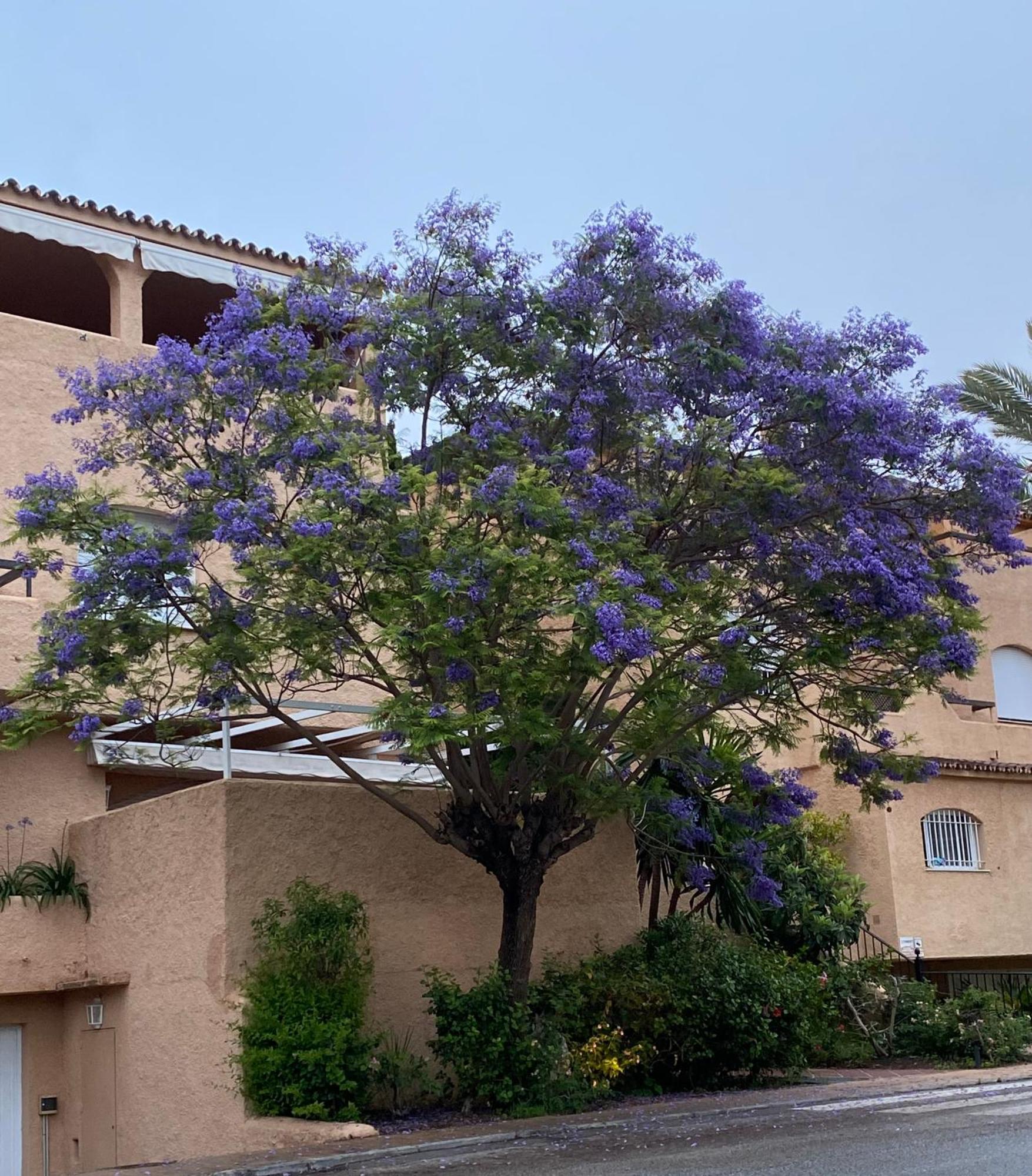 מארבלה Apartamento Hacienda El Palmeral Puerto Banus מראה חיצוני תמונה